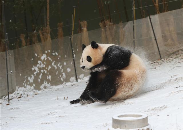 눈밭에서 뒹구는 푸바오