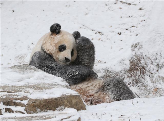 눈 내린 겨울 만끽하는 푸바오
