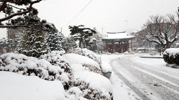 대설주의보가 발효 중인 20일 아침 충남 서산시청 앞 공원 나무들에 10㎝가량 눈이 쌓여 설국 풍경을 자아내고 있다. 2023.12.20  연합뉴스