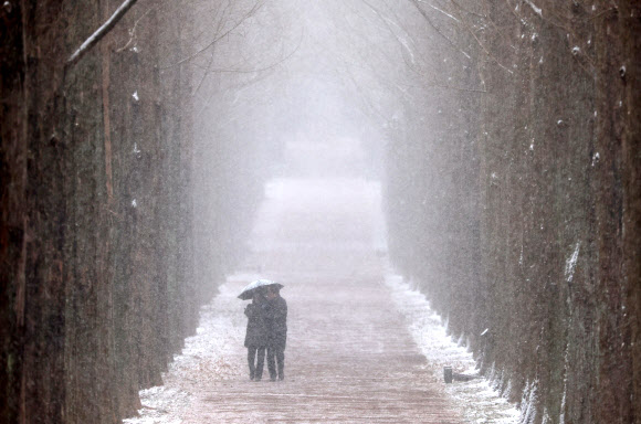 광주와 전남 일부 지역에 대설주의보와 한파주의보가 내려진 20일 오후 전남 나주시 다도면 전남산림자원연구소에서 시민들이 눈 내리는 메타세쿼이아길을 걷고 있다. 2023.12.20  연합뉴스