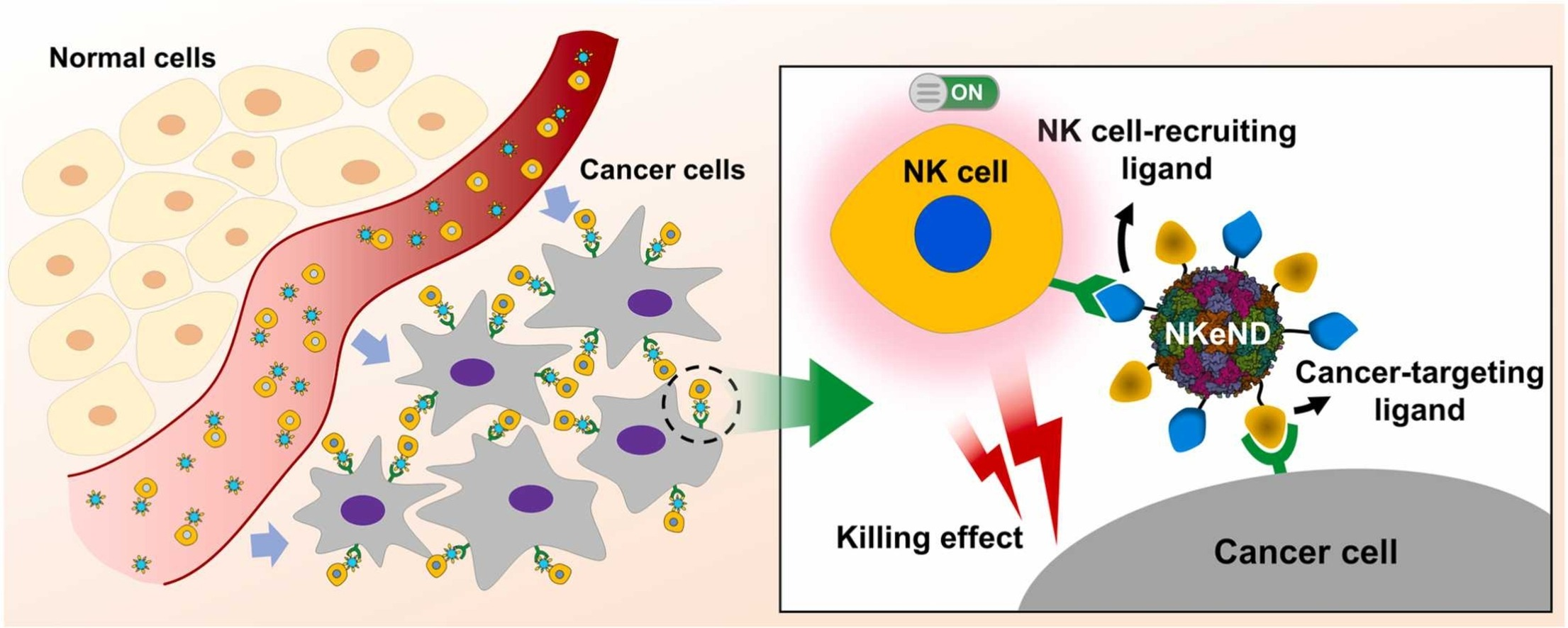 암세포 특이적 NK 세포 전달 나노드론. UNIST 제공