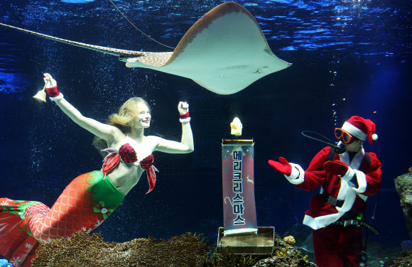 아쿠아리스트들의 ‘메리 크리스마스’