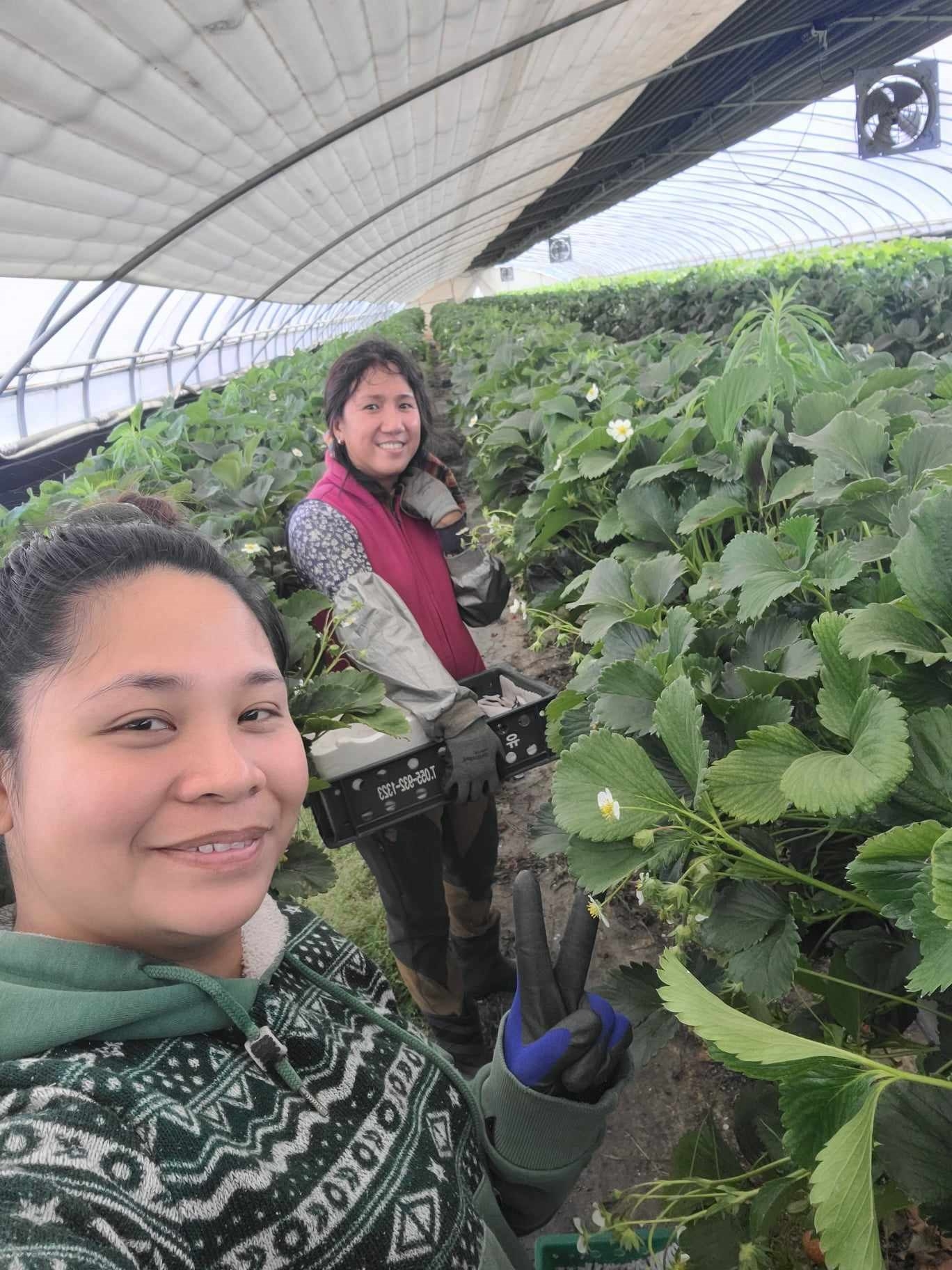 거창군 딸기 농가에서 일하고 있는 외국인 계절노동자. 2023.12.22. 거창군 제공