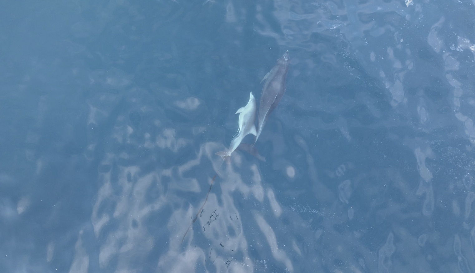 그물에 걸린 새끼 남방큰돌고래가 서귀포시 대엉읍 영락리 해안 일대에서 어미와 함께 헤엄을 치고 있다. 다큐제주·제주대학교 돌고래 연구팀 제공