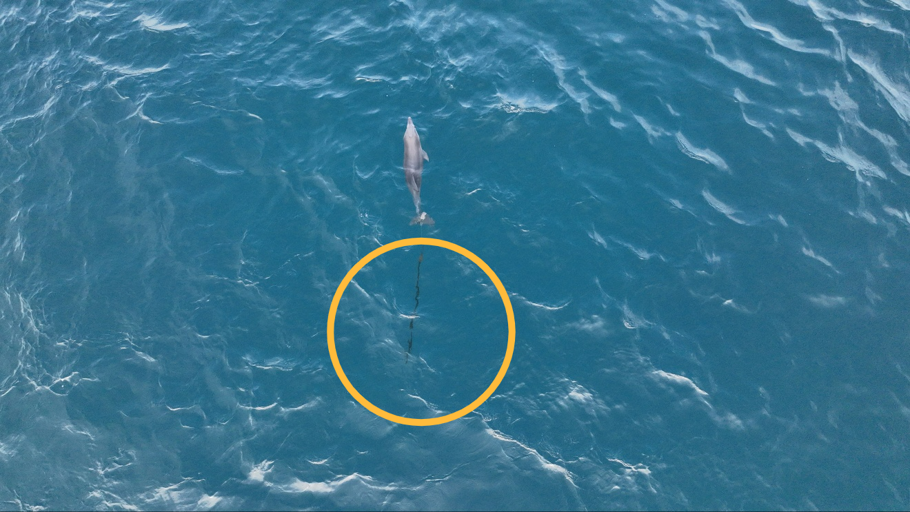 그물 줄에 걸린 어린 남방큰돌고래의 모습. 다큐제주·제주대학교 돌고래 연구팀 제공