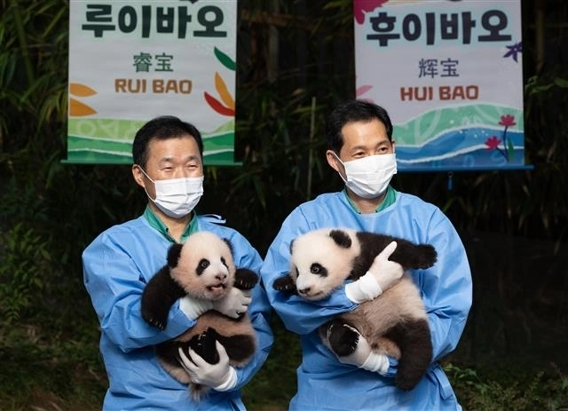 ‘자이언트 판다’ 아이바오와 러바오 사이에서 태어난 쌍둥이 판다인 루이바오(왼쪽)과 후이바오가 12일 오전 경기도 용인시 에버랜드 판다월드에서 언론에 첫 공개되고 있다. 2023.10.12 뉴스1