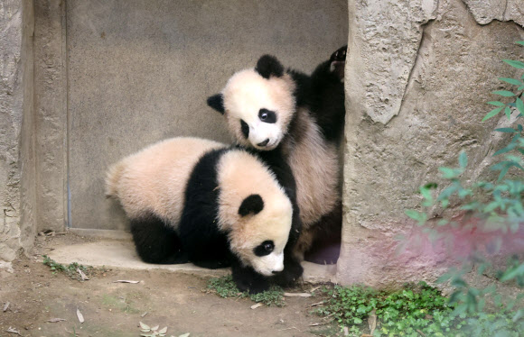 방사장으로 나온 쌍둥이 판다