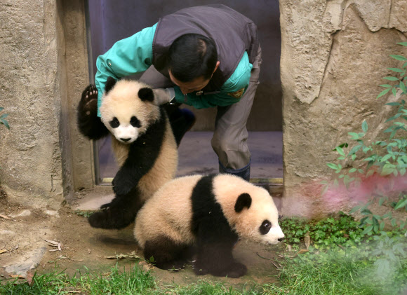 방사장으로 나오는 판다들