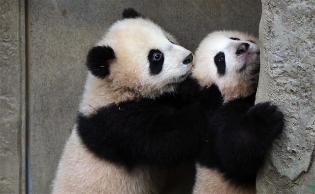쌍둥이 판다 루이바오와 후이바오의 바깥 나들이
