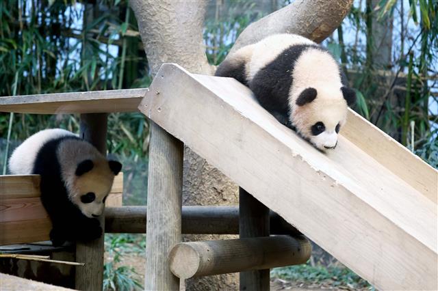 쌍둥이 판다의 첫 방사장 나들이