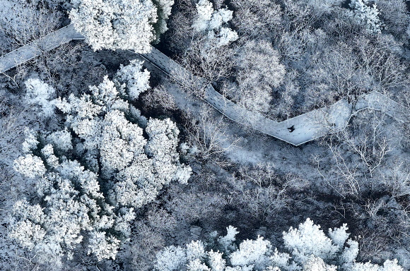 3일 경북 칠곡군 국립칠곡숲체원에서 한 시민이 눈 내린 산책로를 걷고 있다. 2024.1.3 연합뉴스