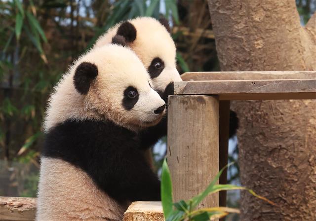 쌍둥이 자매의 신나는 나들이