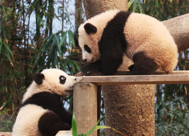 쌍둥이 판다의 나들이