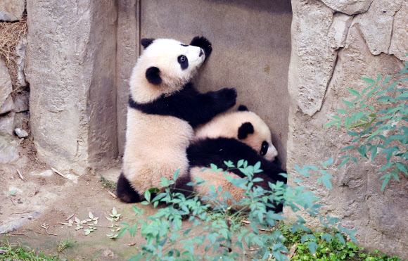 내일부터 일반에 공개되는 쌍둥이 판다