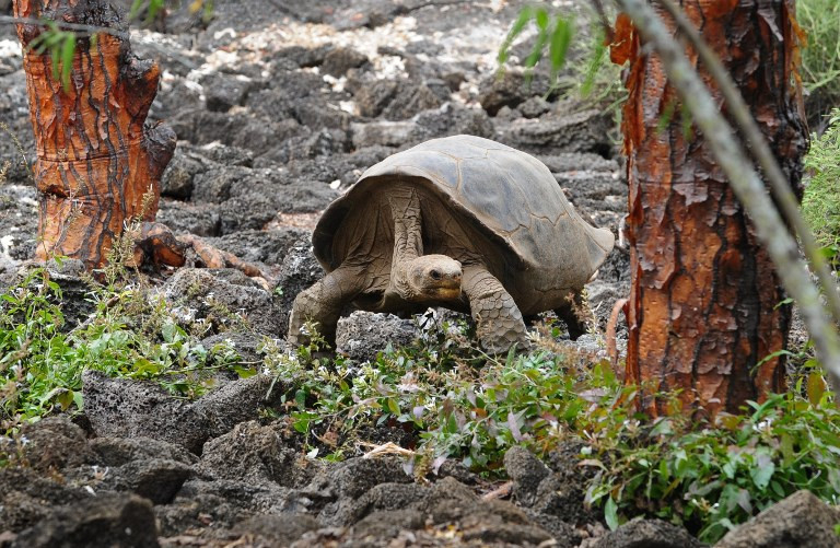 동태평양 에콰도르령 갈라파고스 제도 산타크루즈 섬에 사는 거대 거북이 종을 비롯한 동식물에게 불꽃놀이는 엄청난 스트레스 요인이다. 산타크루즈 AFP 자료사진