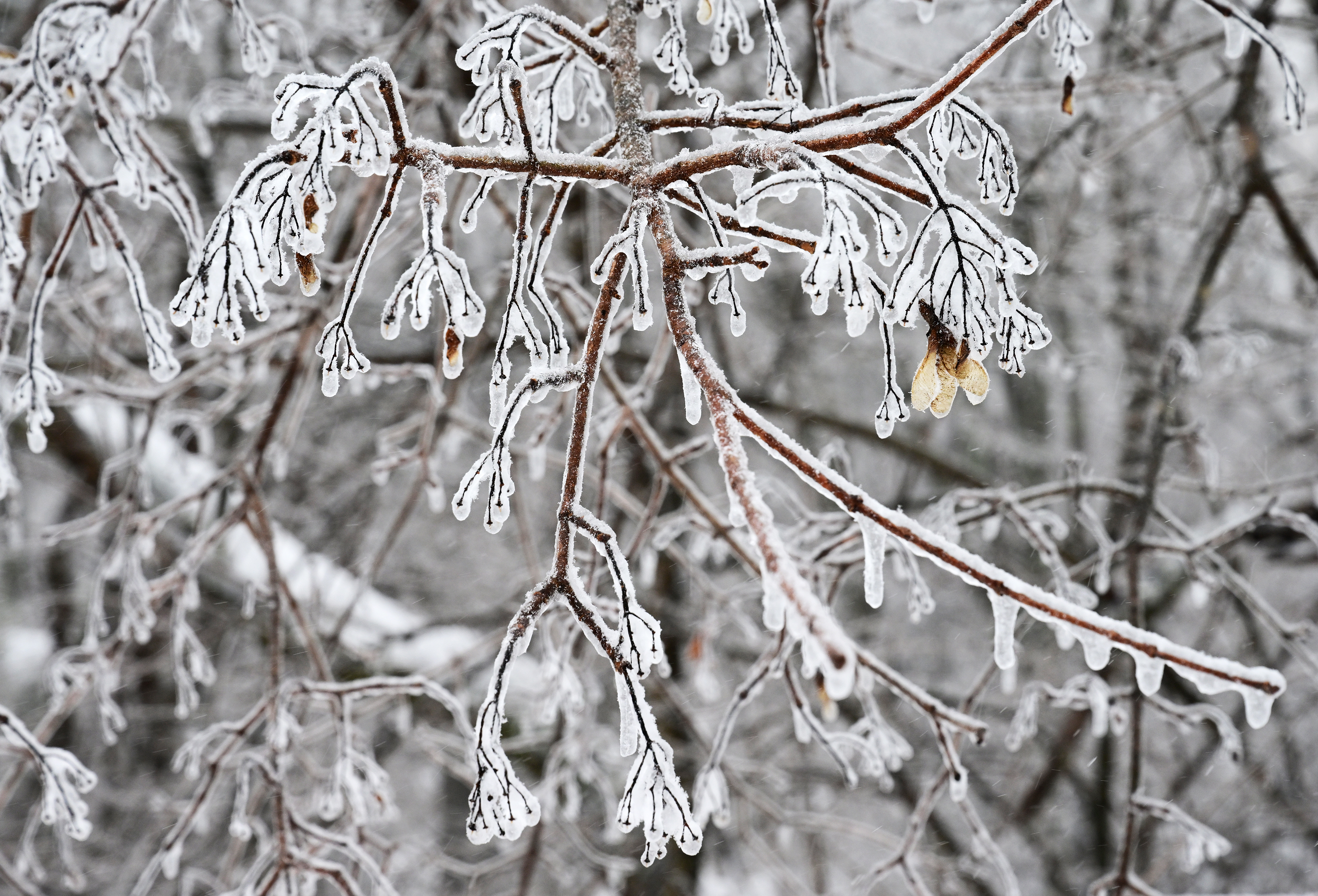 얼음꽃이 핀 선자령 일대 나무들.