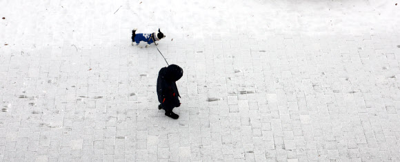 서울.경기 지역에 대설주의보가 내려진 9일 오전 인천 남동구 중앙근린공원에 한 시민이 반려견과 산책을 하고 있다. 2024.01.09. 뉴시스