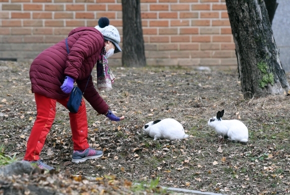 서울의 한 아파트단지에서 시민이 토끼들에게 먹이를 주고 있다. 아파트 주민에 따르면 이 토끼들이 보인 지 1년이 넘었는데 아마도 누군가 키우다 버린 것 같다고 했다. 정연호 기자