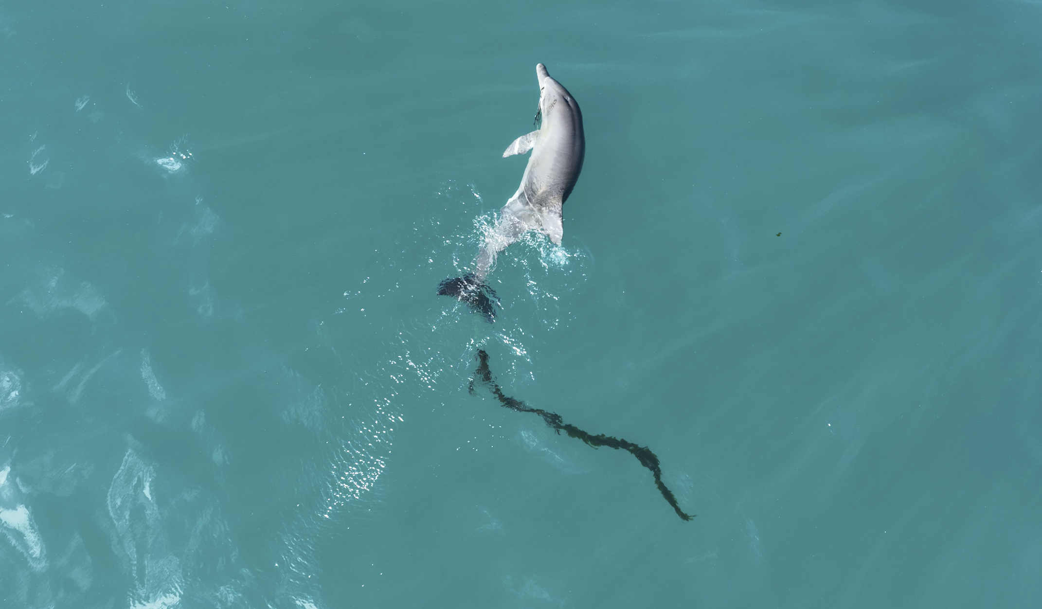 지난 15일 대정읍 영락리 일대 해안에서 포착된 어린 남방큰돌고래에 폐어구가 걸린 채 유영하고 있다. 제주대돌고래연구팀·다큐제주 제공