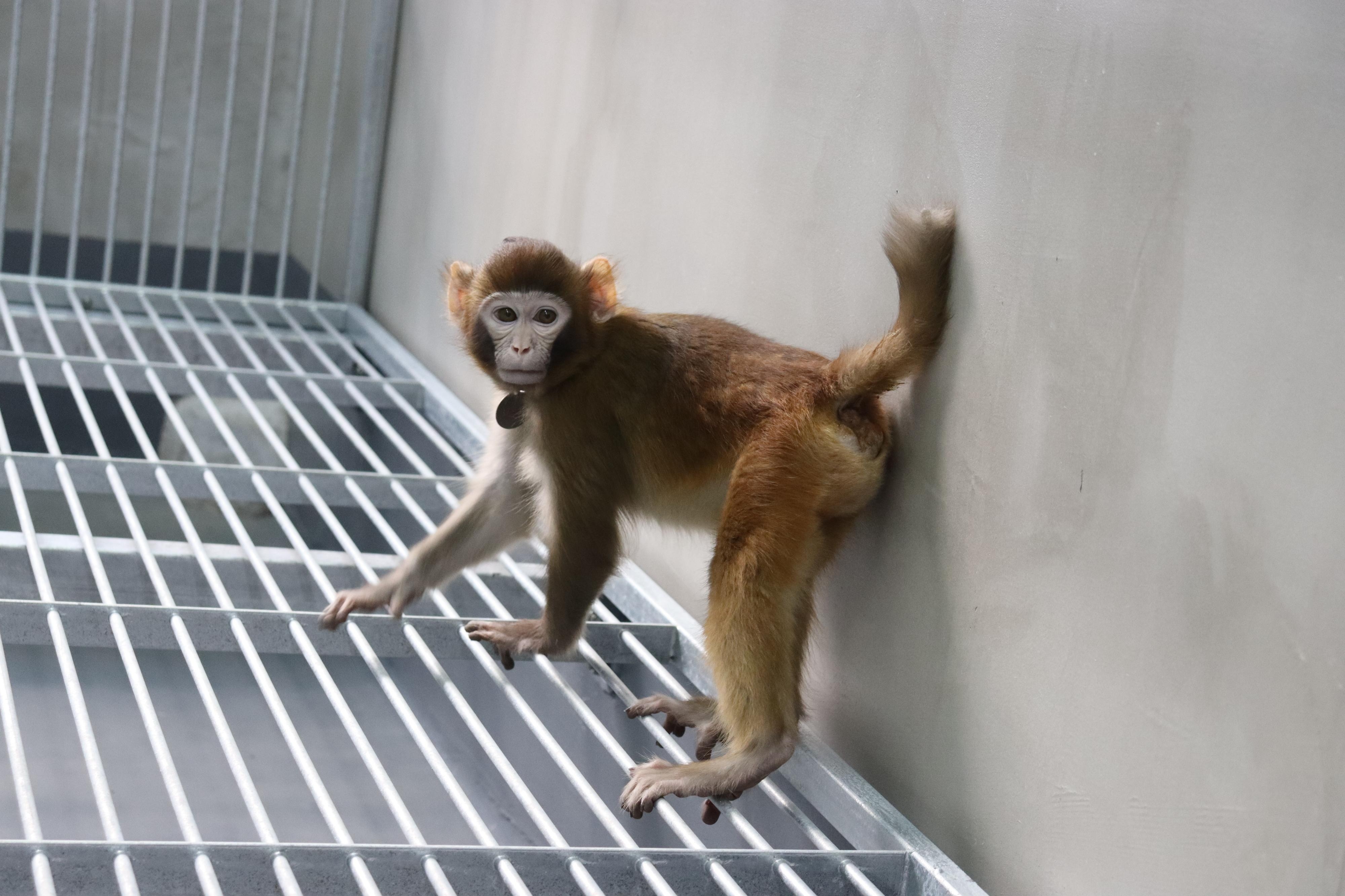 중국 연구진이 체세포 복제 방식을 이용해 그동안 성공하지 못했던 붉은털원숭이 복제에 성공했다고 밝혔다. 복제 동물들이 태어난 지 얼마 안돼 죽는 것과 달리 이번에 복제된 붉은털원숭이는 2년 이상 생존하고 있는 것으로 확인됐다.  네이처 커뮤니케이션즈 제공
