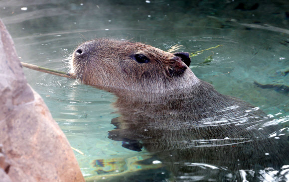 따뜻한 물속에서 먹이 먹는 카피바라
