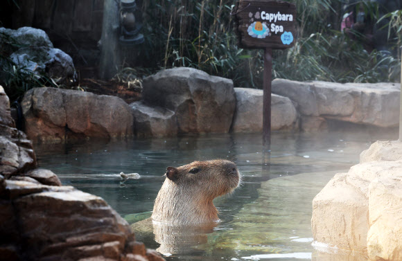 온천욕 즐기는 카피바라