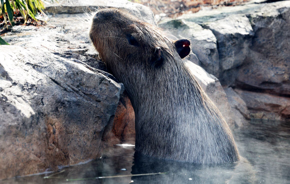 겨울에 즐기는 따뜻한 온천욕