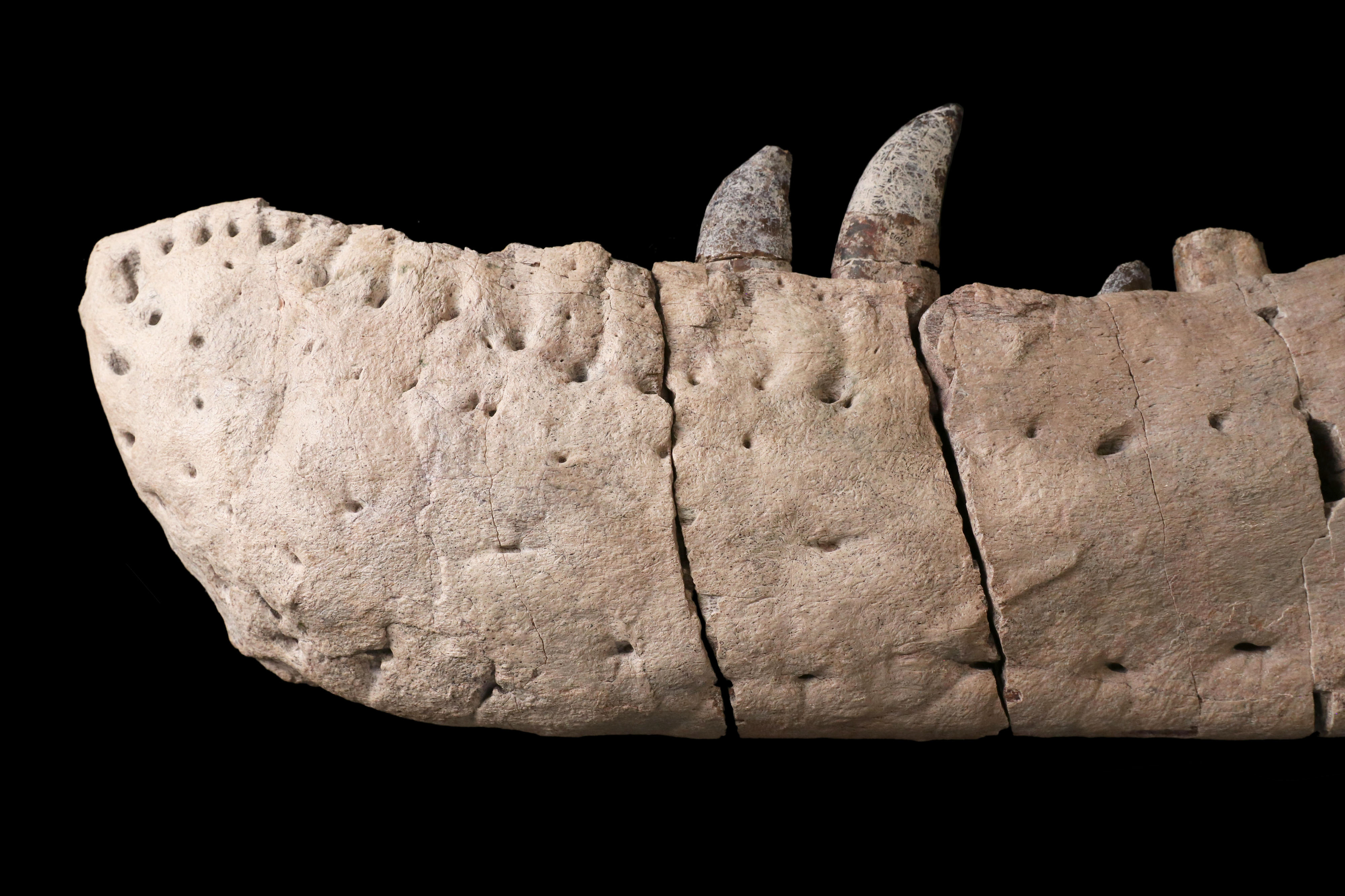 미국 뉴멕시코 자연사·과학 박물관에 있는 티라노사우루스 맥라엔시스의 턱뼈 화석. 턱 뒤쪽의 큰 흉터는 다른 티라노사우루스와 싸워서 생긴 것으로 보고 있다.  영국 배스대 제공