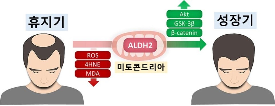 국내 연구진이 ALDH2를 활성화해 탈모증을 치료하는 새로운 방법을 제시했다. 서울대병원 제공