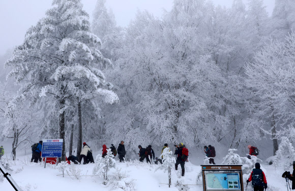 폭설이 내린 백두대간 대관령에는 21일 눈꽃 산행을 즐기려는 등산객과 관광객이 몰려 겨울 낭만을 만끽하고 있다. 2024.1.21  연합뉴스