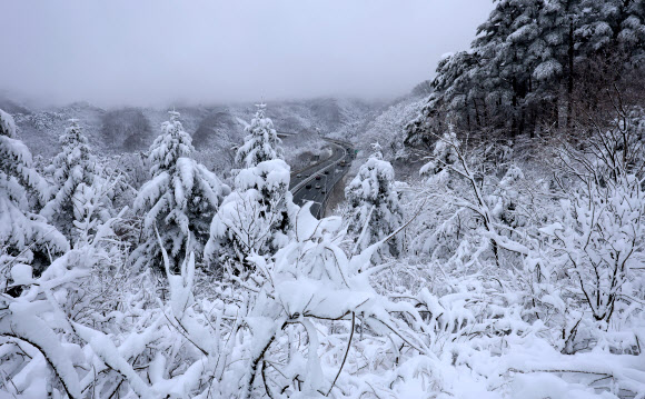 21일 폭설이 내린 백두대간 대관령 일원이 온통 흰 눈에 덮여 있다. 2024.1.21  연합뉴스
