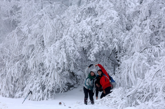폭설이 내린 백두대간 대관령에는 21일 눈꽃 산행을 즐기려는 등산객과 관광객이 몰려 겨울 낭만을 만끽하고 있다. 2024.1.21  연합뉴스