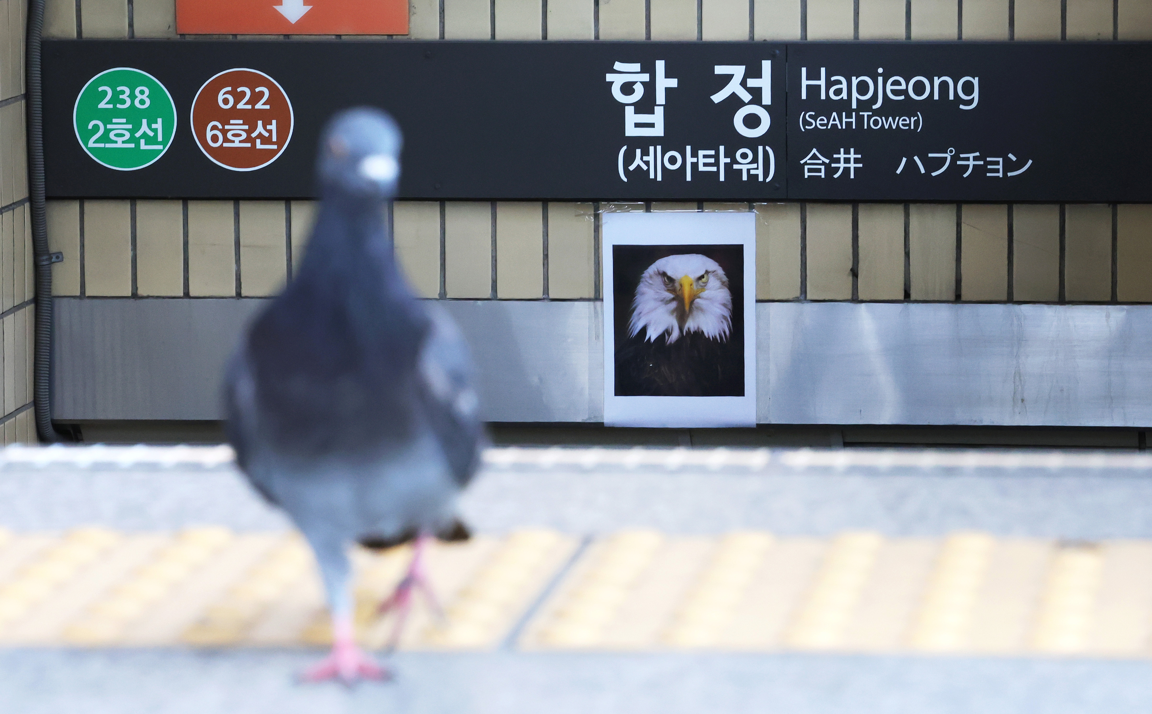 독수리 사진 붙이면 비둘기가 안 올까요