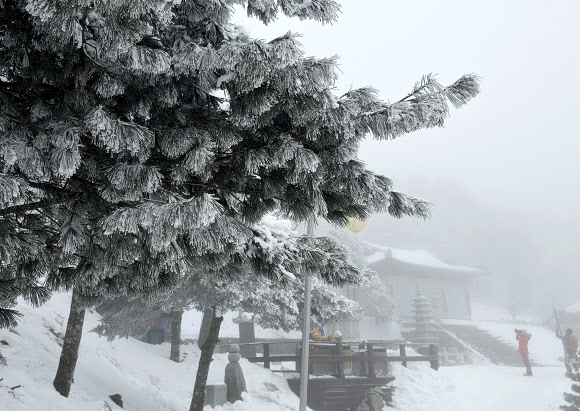 3일 강원 태백시 태백산국립공원 고지대에 눈꽃이 활짝 펴 탐방객들에게 겨울 추억을 선사하고 있다. 2024.2.3 연합뉴스