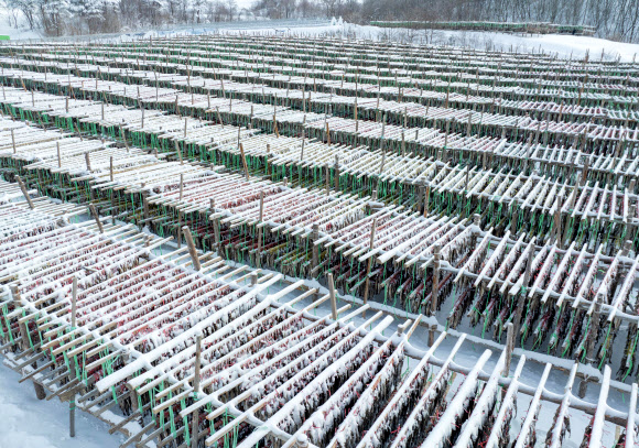 6일 강원 고성군 진부령 흘리의 황태 덕장에 많은 눈이 쌓여 있다. 강원 산지와 동해안 곳곳에는 지난 4일 오후부터 이날까지 최대 30㎝ 이상 많은 눈이 내렸다. 2024.2.6. 강원 고성군 제공