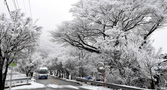 6일 경남 거창군 북상면 소정리 남덕유산 자락에 눈이 내려 하얀 눈꽃이 피어 있다. 2024.2.6. 거창군 제공