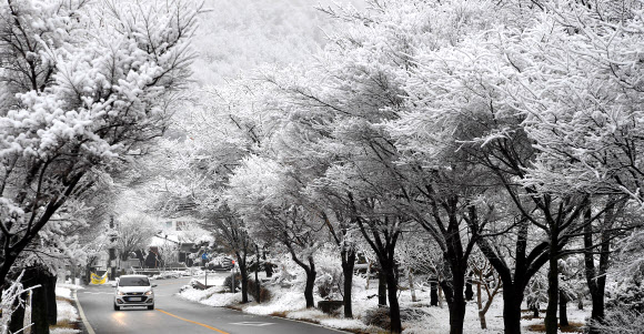 6일 경남 거창군 북상면 소정리 남덕유산 자락에 눈이 내려 하얀 눈꽃이 피어 있다. 2024.2.6. 거창군 제공