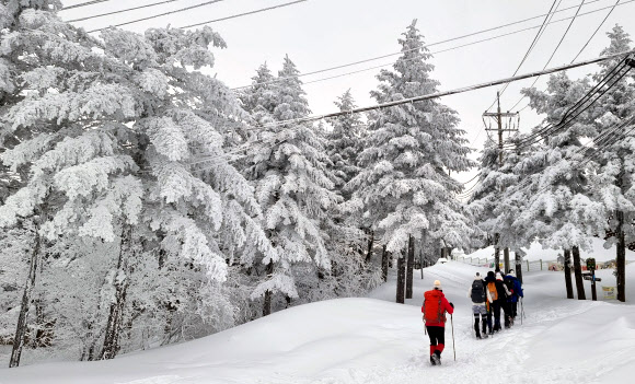 강원 산간과 동해안에 폭설이 내린 6일 멋진 설경을 자랑하는 대관령 일원이 눈꽃 산행을 온 등산객들로 붐비고 있다. 2024.2.6 연합뉴스