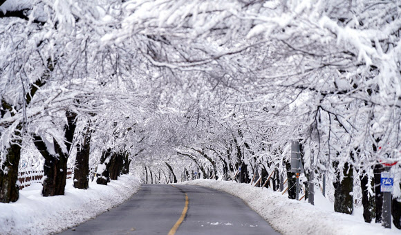 강원 속초지역에 폭설이 내린 가운데 6일 오전 설악동 일대 도로변 나무에 눈이 수북이 쌓여 있다.  2024.2.6. 속초시 제공