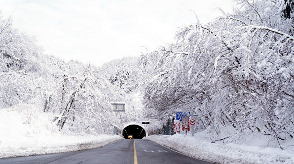 강원 속초지역에 폭설이 내린 가운데 6일 설악동 주변 도로변 나무에 많은 눈이 쌓여 있다. 2024.2.6. 속초시 제공
