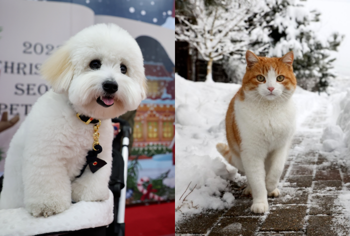강아지와 고양이 자료사진. 연합뉴스