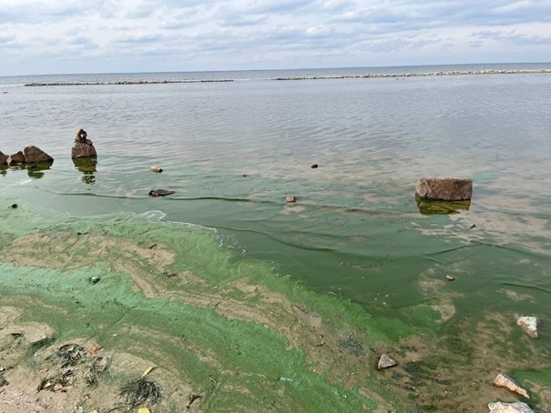 우크라이나 키이우 호에 부영양화로 인해 발생한 녹조현상. 2050년이 되면 온난화와 각종 오염물질로 전 세계 3분의1 강 유역이 심각한 물 부족에 시달릴 것이라고 예측됐다.   네덜란드 바헤닝언대 제공