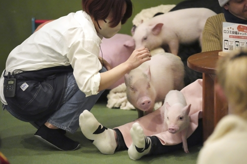 일본의 마이피크 카페 직원들이 미니어처종의 돼지를 돌보고 있다. 도쿄 AP 연합뉴스
