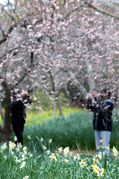 설 연휴 첫날인 9일 오전 제주시 한림읍 한림공원을 찾은 입장객이 매화와 수선화가 핀 정원을 산책하고 있다. 2024.2.9 연합뉴스