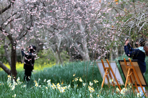 설 연휴 첫날인 9일 오전 제주시 한림읍 한림공원을 찾은 입장객이 매화와 수선화가 핀 정원을 산책하고 있다. 2024.2.9 연합뉴스