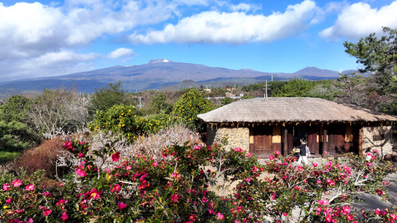 13일 오전 제주 서귀포시 남원읍 휴애리자연생활공원에 동백꽃과 매화가 함께 피어 봄이 가까워졌음을 실감케 하고 있다. 2024.2.13  연합뉴스