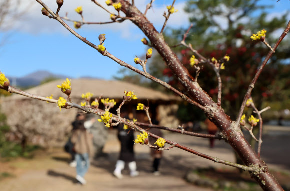 13일 오전 제주 서귀포시 남원읍 휴애리자연생활공원에 산수유꽃이 피어 봄이 가까워졌음을 실감케 하고 있다. 2024.2.13  연합뉴스