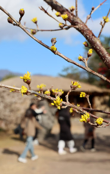 13일 오전 제주 서귀포시 남원읍 휴애리자연생활공원에 산수유꽃이 피어 봄이 가까워졌음을 실감케 하고 있다. 2024.2.13  연합뉴스