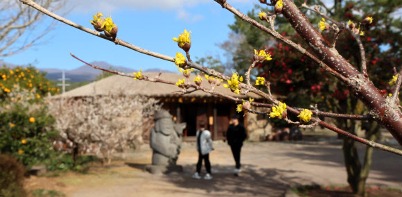 13일 오전 제주 서귀포시 남원읍 휴애리자연생활공원에 산수유꽃이 피어 봄이 가까워졌음을 실감케 하고 있다. 2024.2.13  연합뉴스