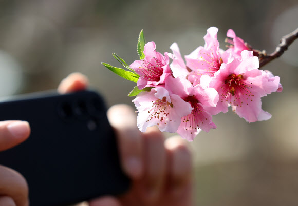 포근한 날씨를 보인 13일 경북 경산시의 한 복숭아 하우스에 복사꽃이 만개해 있다. 2024.2.13 연합뉴스